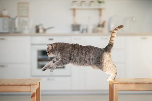 Mastering the Proper Form and Techniques for a Safe and Powerful Cat Leap